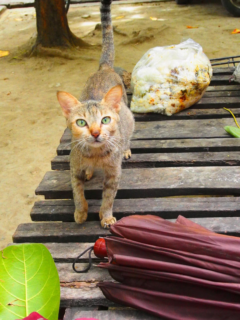 猫　＠アマラプラの僧院