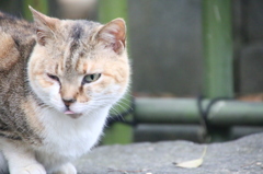 よくなついてきた野良猫