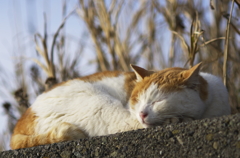 眠りぬこ