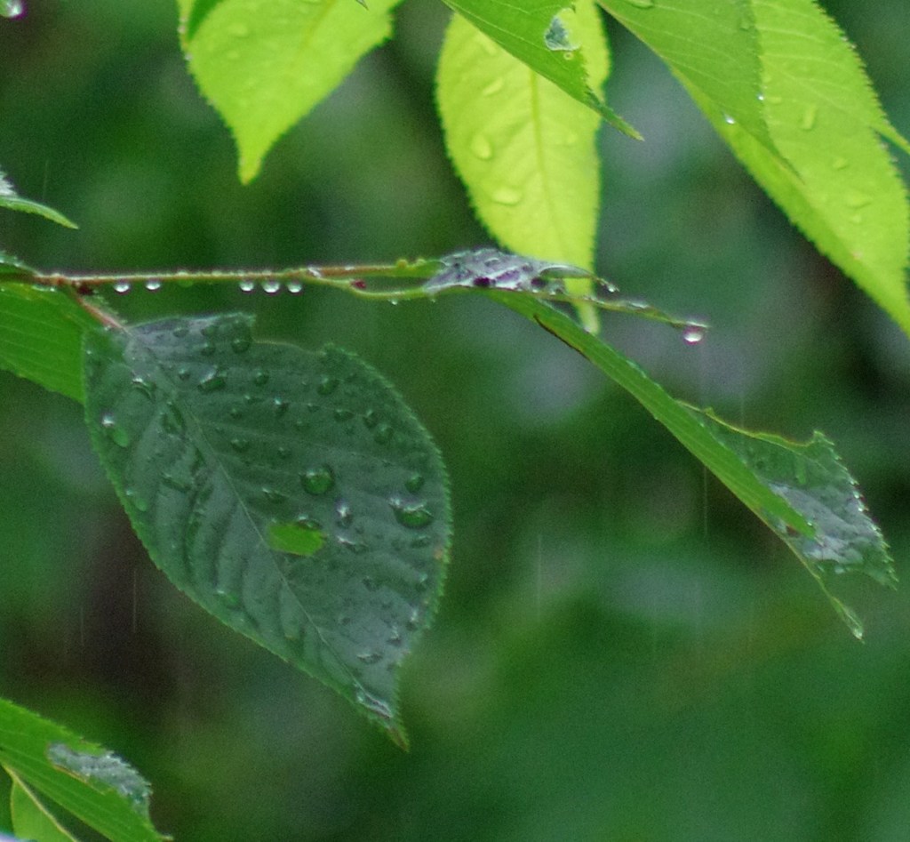 雨だれ