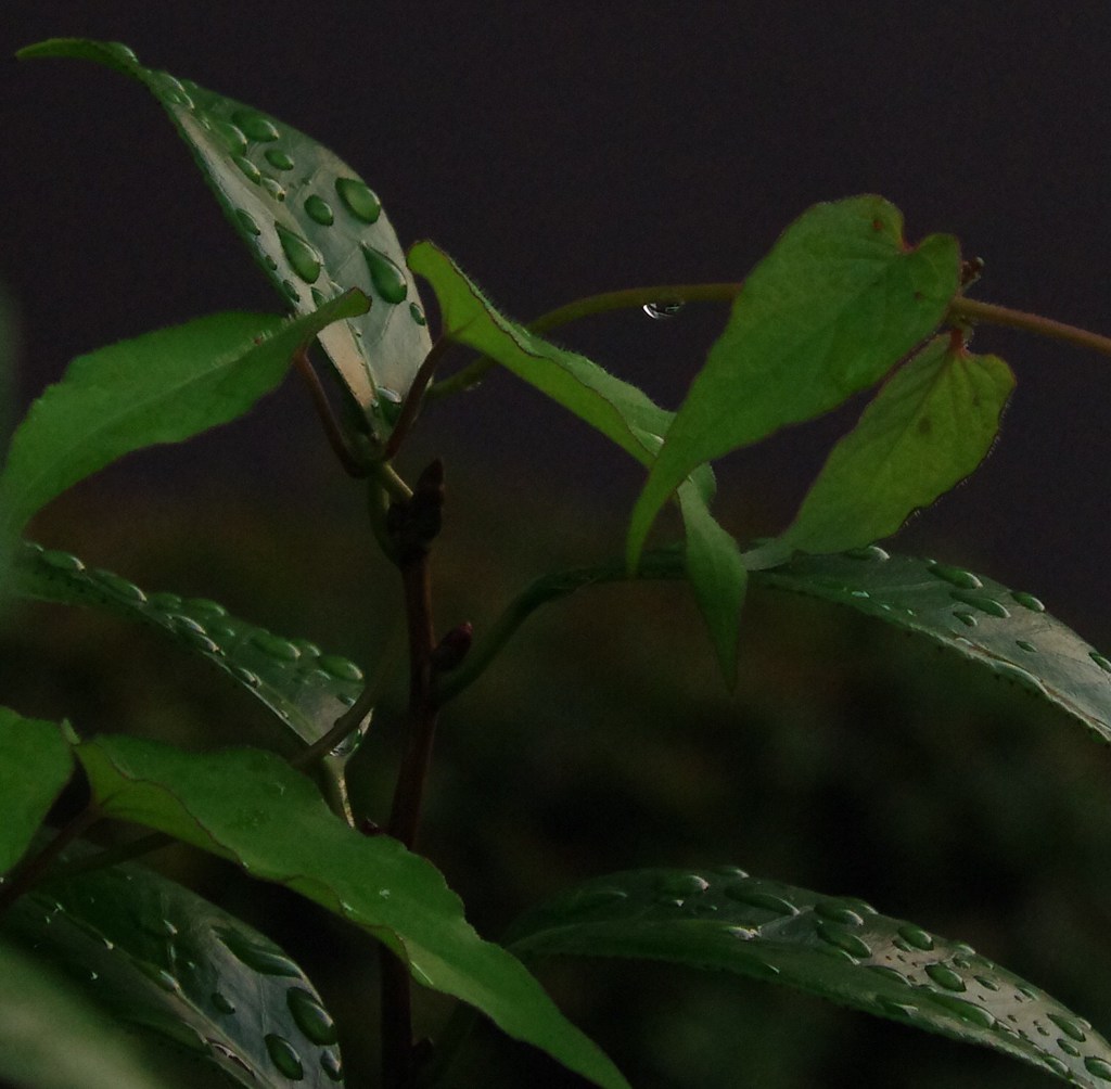 翠雫