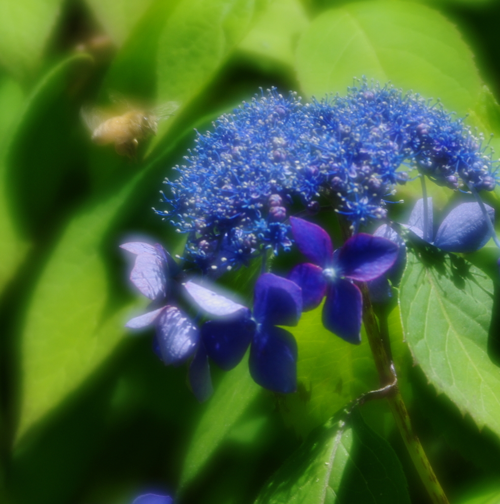 Bees fly to Hydrangea flower