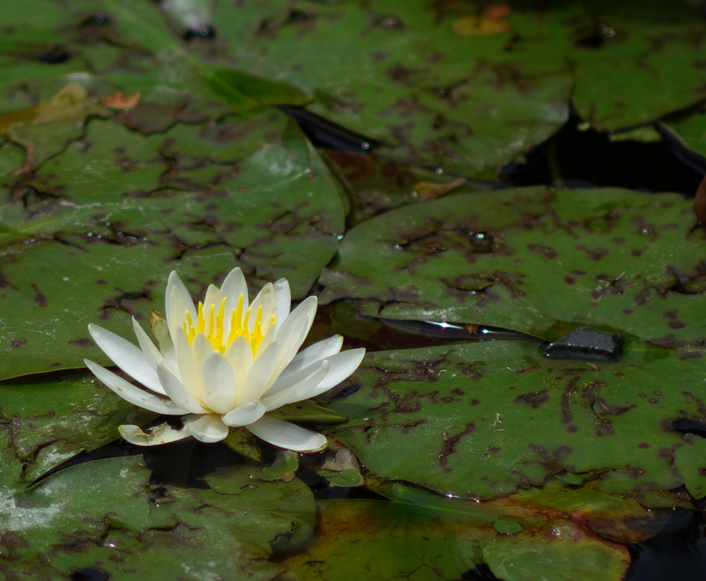 ひつじ草