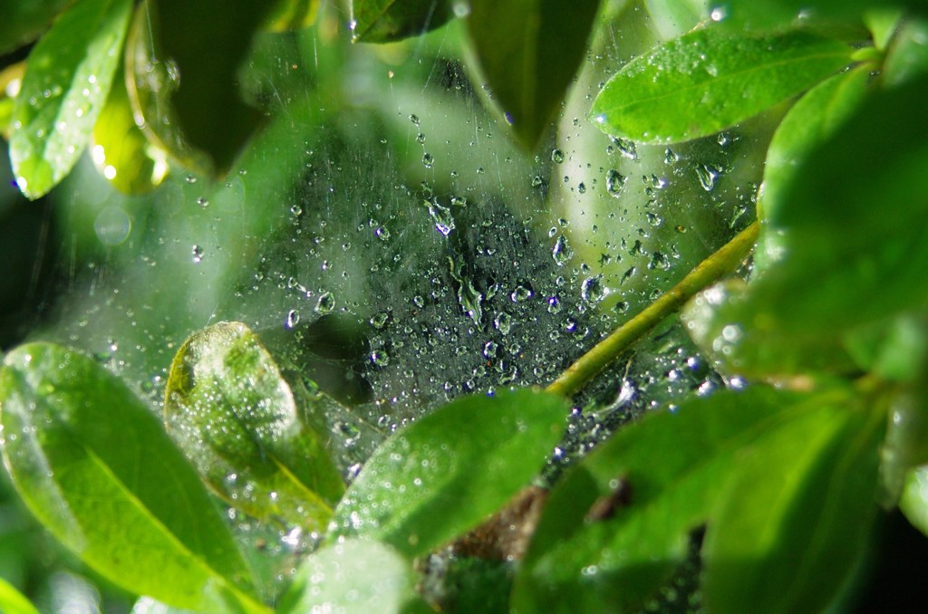 Raindropｓ in Spider Web