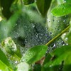 Raindropｓ in Spider Web