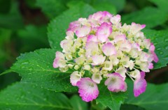 雨露に濡れた紫陽花