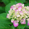 雨露に濡れた紫陽花