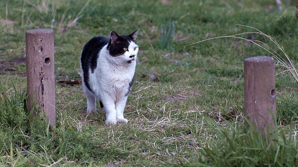 われ思う、吾輩は猫である