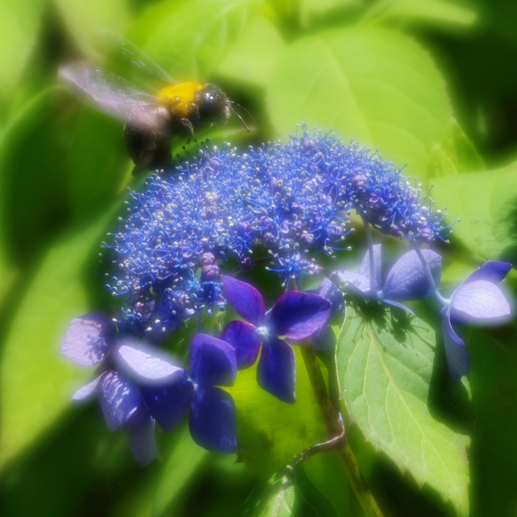 Hydrangea and carpenter bee