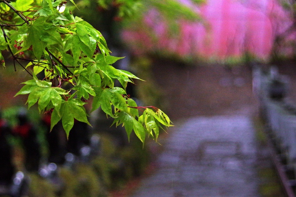 雨の青もみじ-大山寺