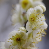 梅の香り-11