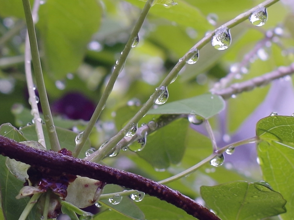 雨雫