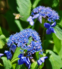 Bees fly from flower to flower.