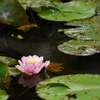 水蓮