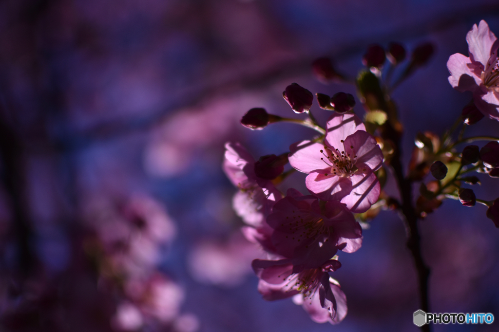 浮かび上がる、桜形