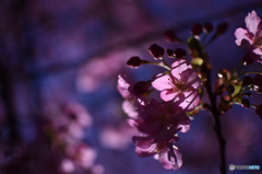 浮かび上がる、桜形
