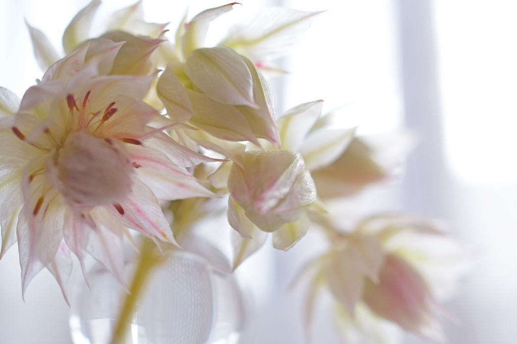 頬を染めた花嫁