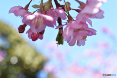 桜のむこう側に