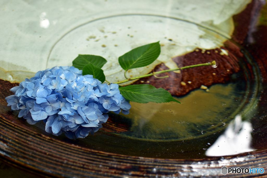 初夏の一角