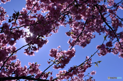 桜漏れ日