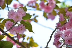 かおる、春色、桜色