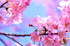 花紅柳緑