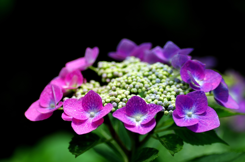 IMGP0139