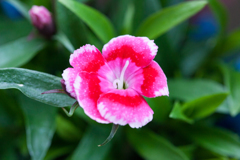 花 12