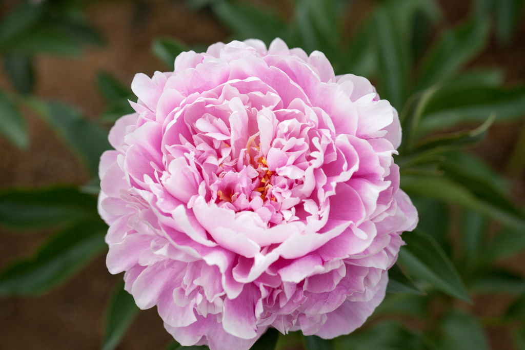 芍薬３
