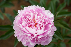 芍薬３