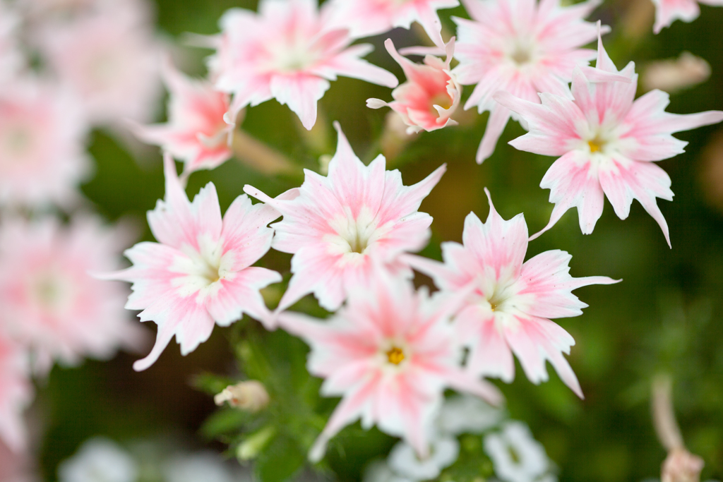 花13