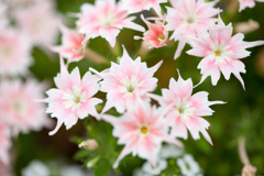 花13