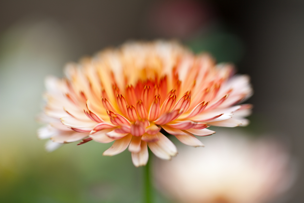 花14