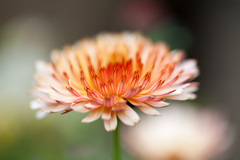 花14