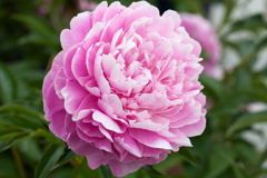 芍薬５