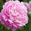 芍薬５