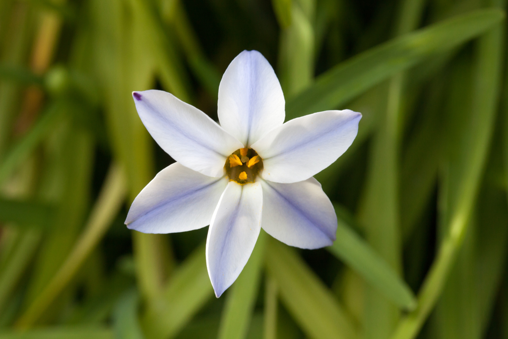 花1