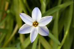 花1