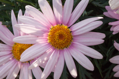 花 3