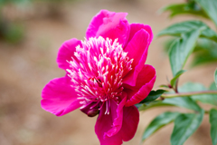 芍薬２