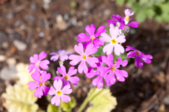 花 6
