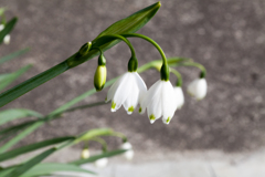 花 4