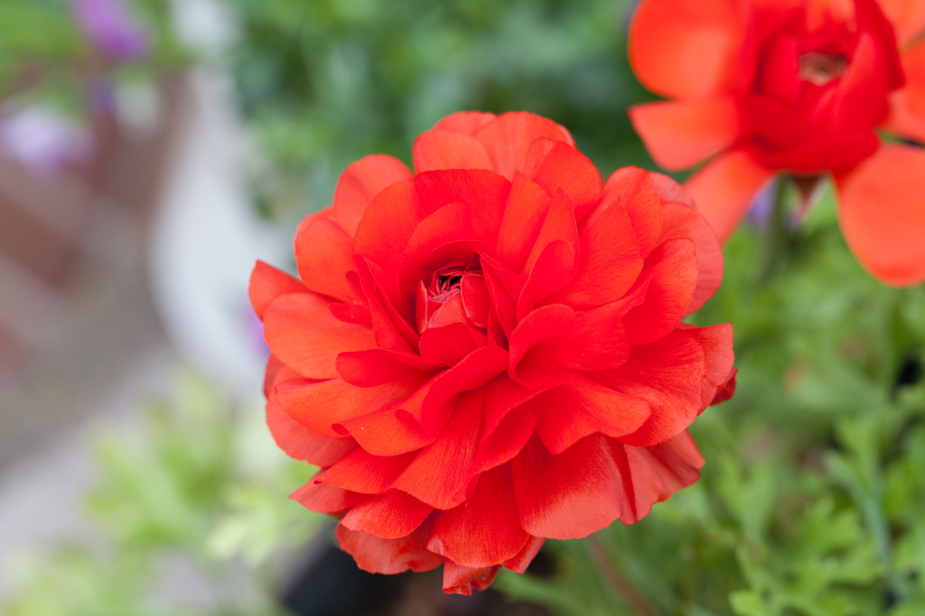 花 11