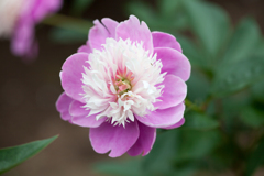 芍薬１