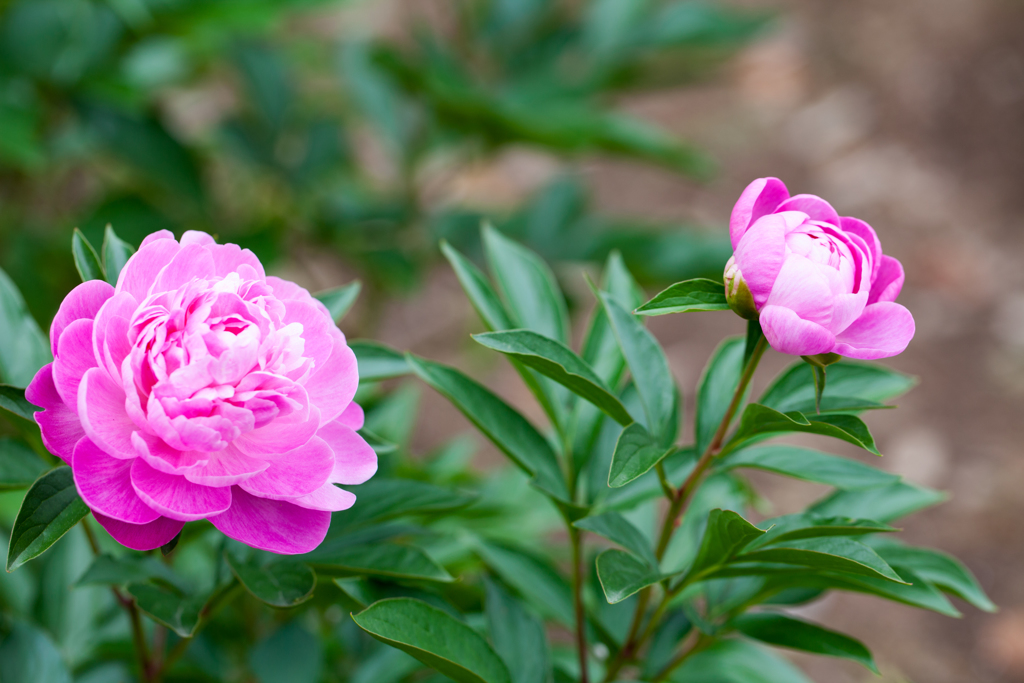 芍薬４