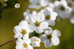 花 8