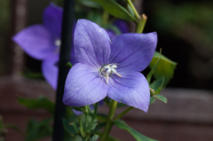青紫の花