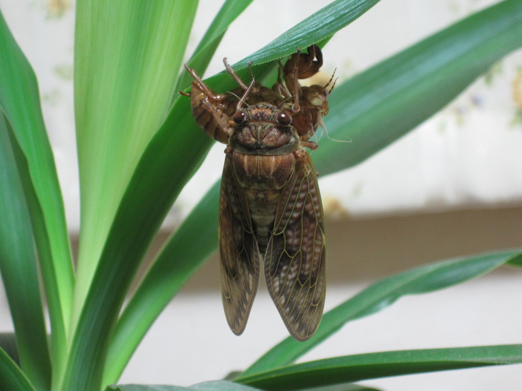 せみの羽化－いつものせみ