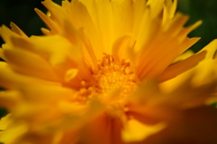 花 - macro -