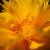 花 - macro -